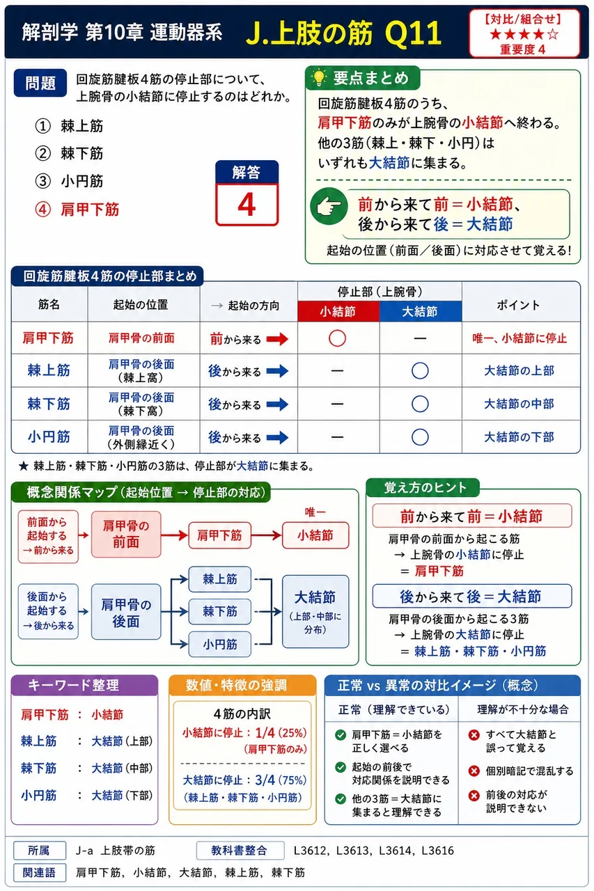 肘関節の屈曲に常に強く作用し、二頭筋深層に発達した幅広い筋腹をもつ筋はどれか。 解説図