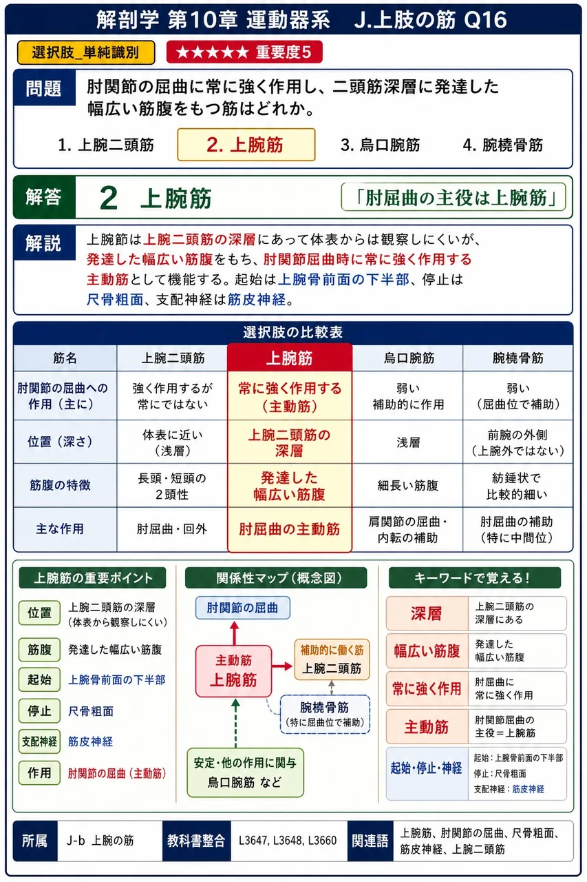 筋皮神経が貫通する筋はどれか。 解説図