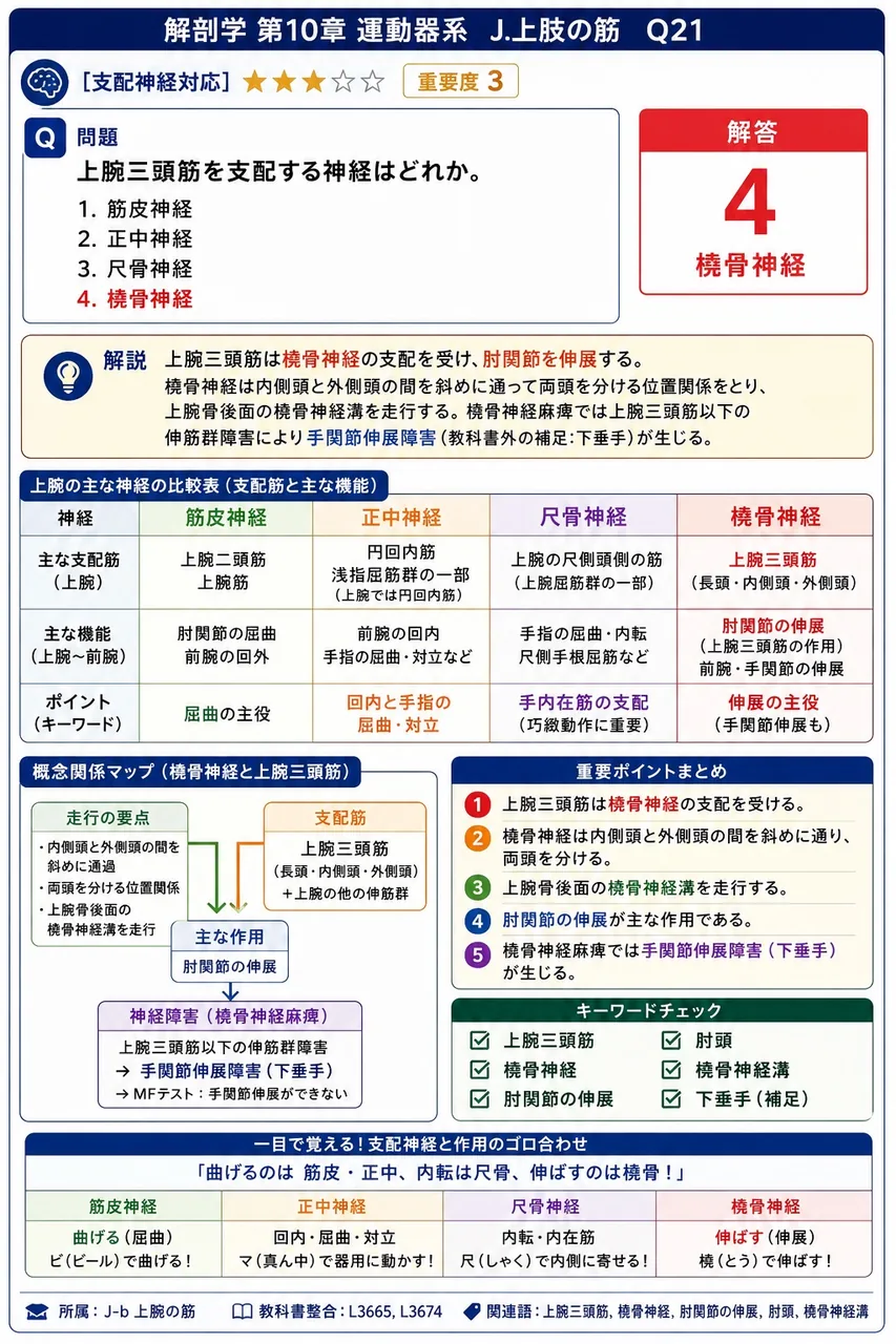 上腕三頭筋を支配する神経はどれか。 解説図