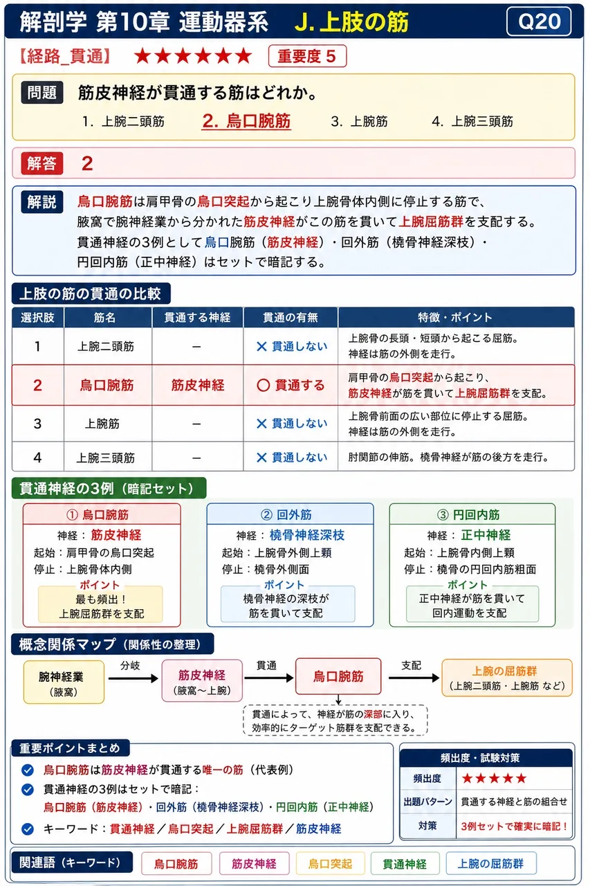 上腕三頭筋長頭の起始部はどれか。 解説図