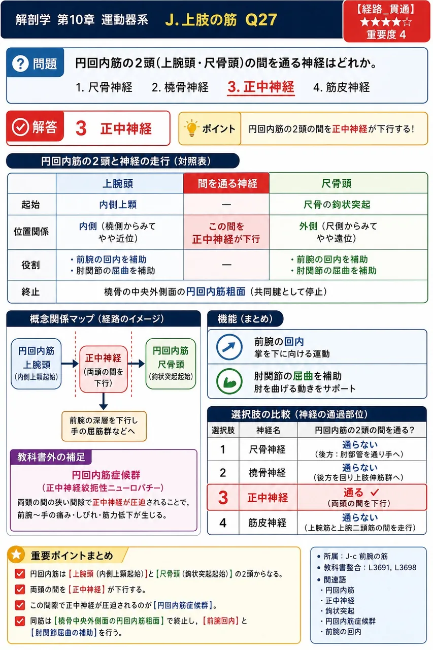 円回内筋の2頭(上腕頭・尺骨頭)の間を通る神経はどれか。 解説図