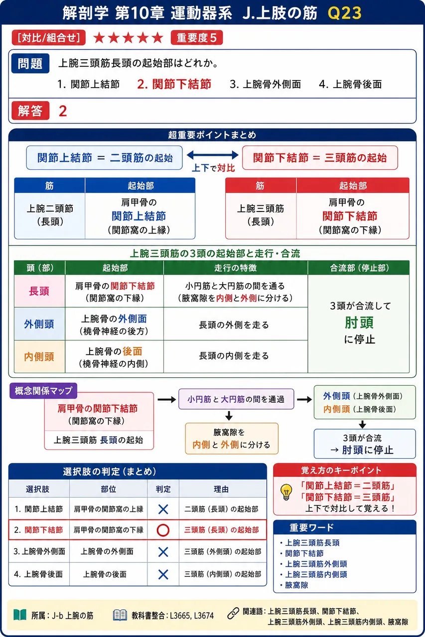 長掌筋について正しいのはどれか。 解説図