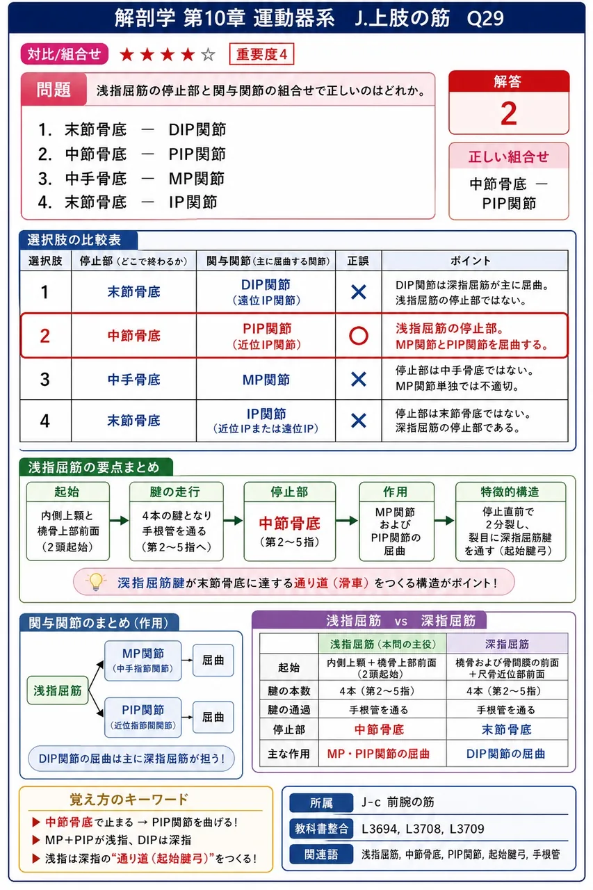 尺側手根屈筋の停止部に存在する種子骨はどれか。 解説図
