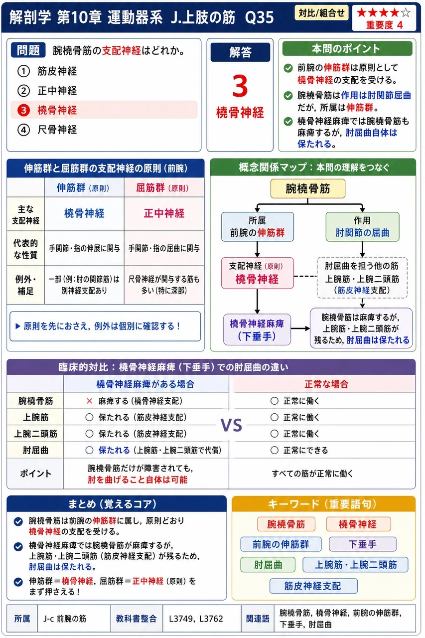 腕橈骨筋の支配神経はどれか。 解説図