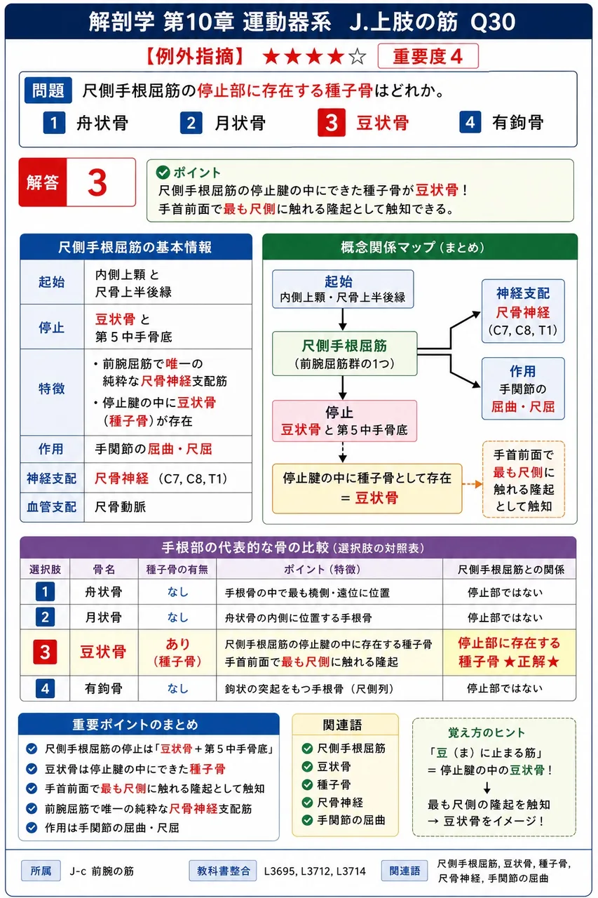 回外筋を貫通する神経はどれか。 解説図