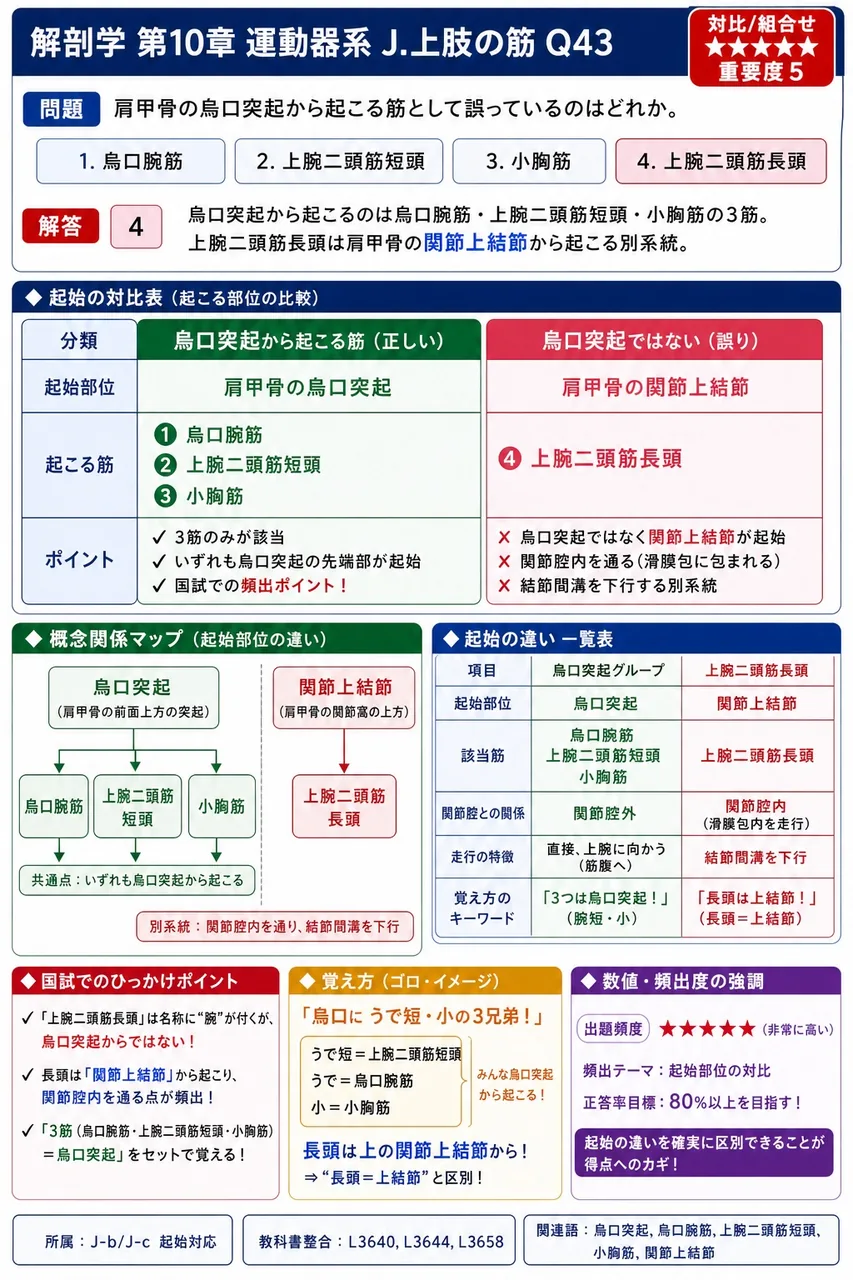 肩甲骨の烏口突起から起こる筋として誤っているのはどれか。 解説図