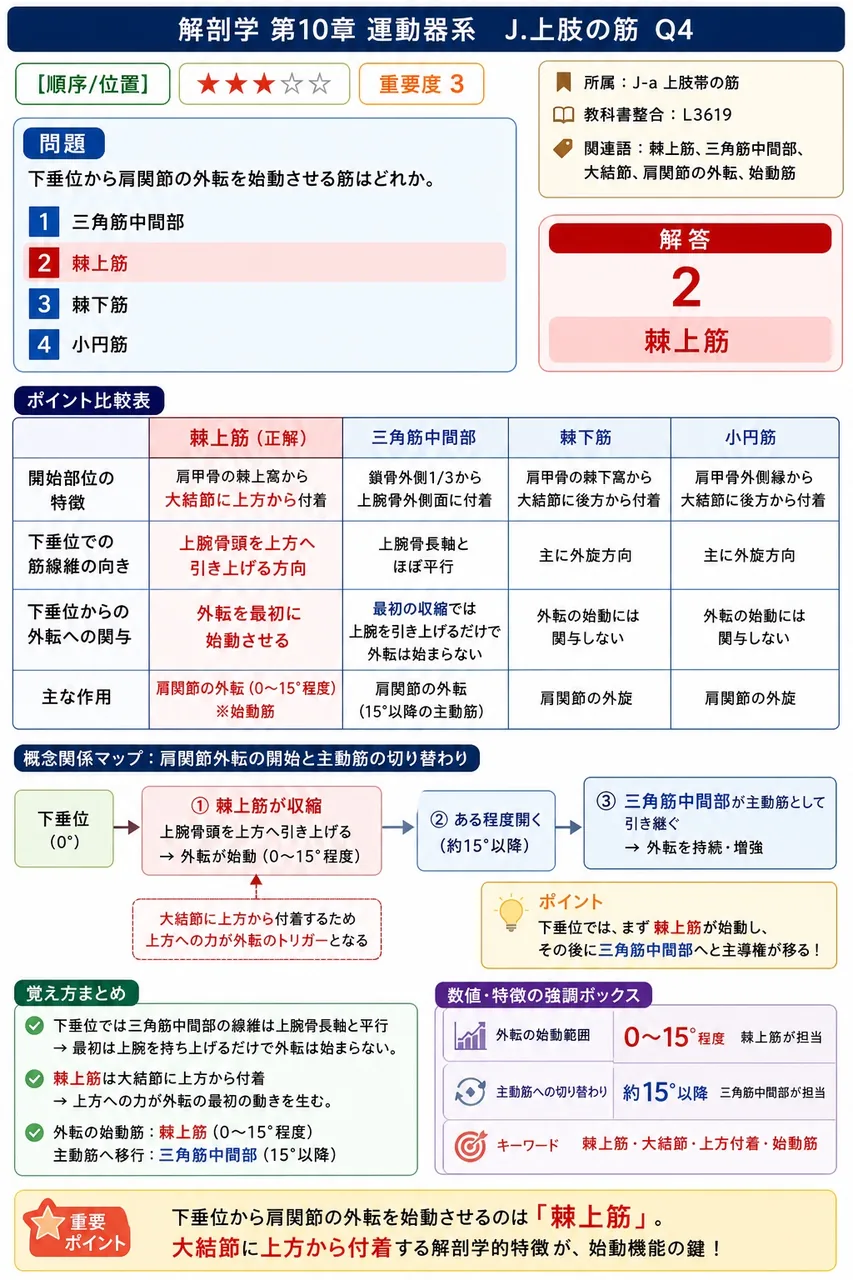母指球筋に含まれない筋はどれか。 解説図