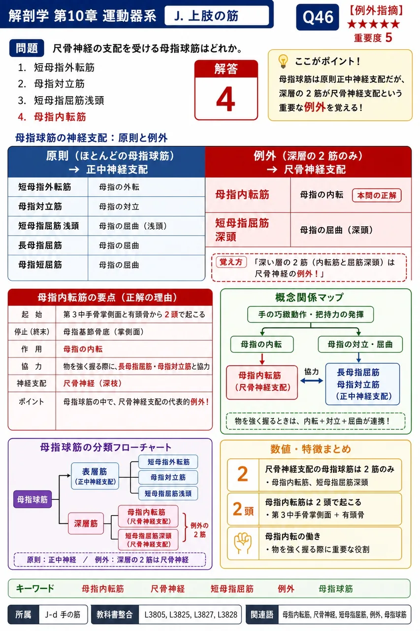 尺骨神経の支配を受ける母指球筋はどれか。 解説図