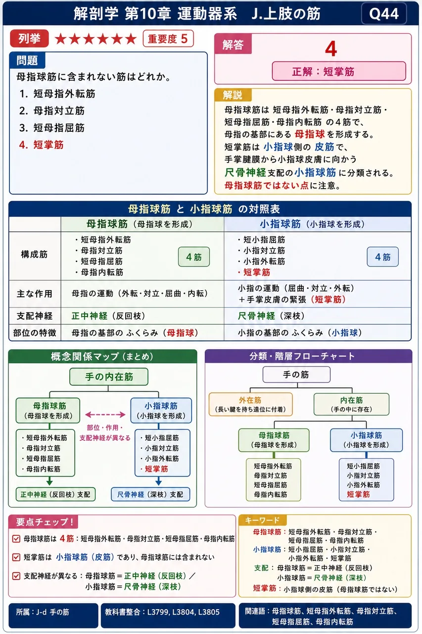 虫様筋の作用として正しい組合せはどれか。 解説図