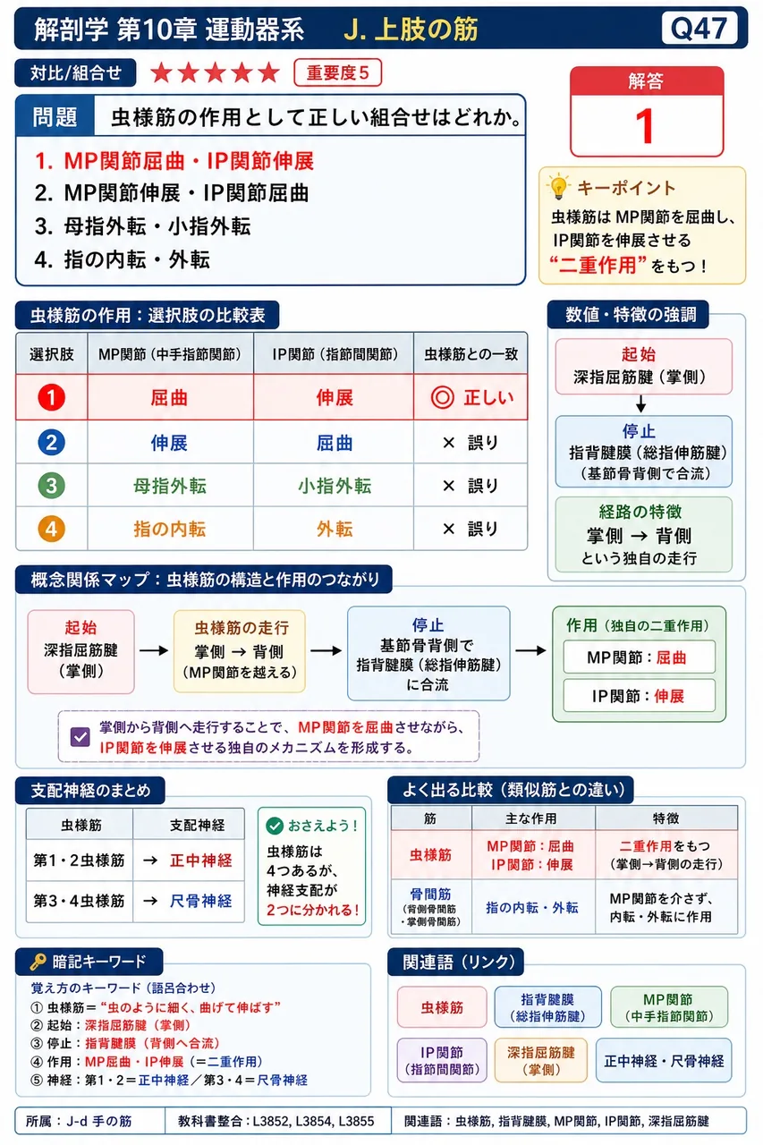 小指球筋全体を支配する神経はどれか。 解説図