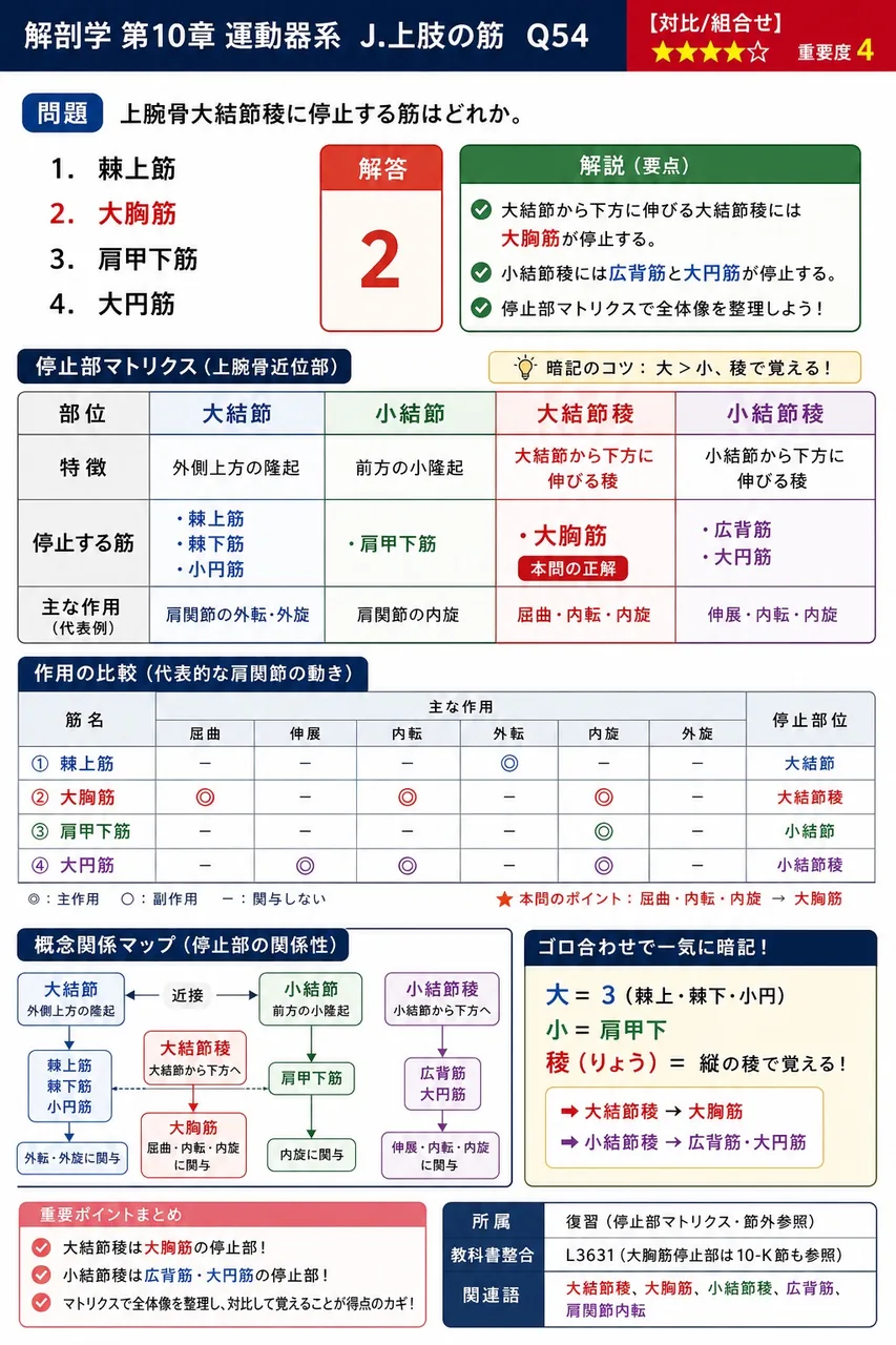 上腕骨大結節稜に停止する筋はどれか。 解説図