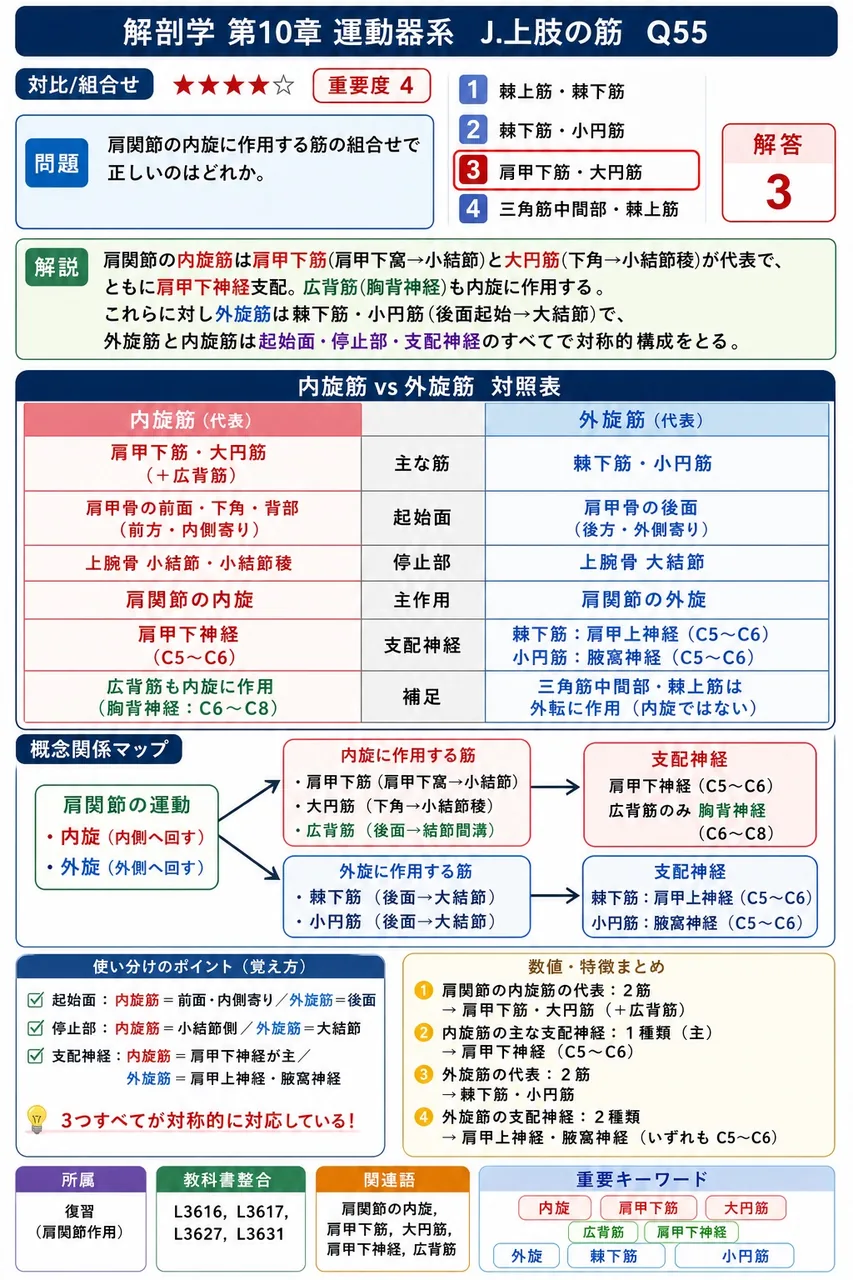 肩関節の内旋に作用する筋の組合せで正しいのはどれか。 解説図