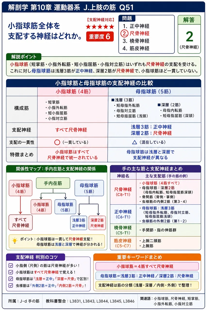 肘関節の伸展に主に関与する筋はどれか。 解説図