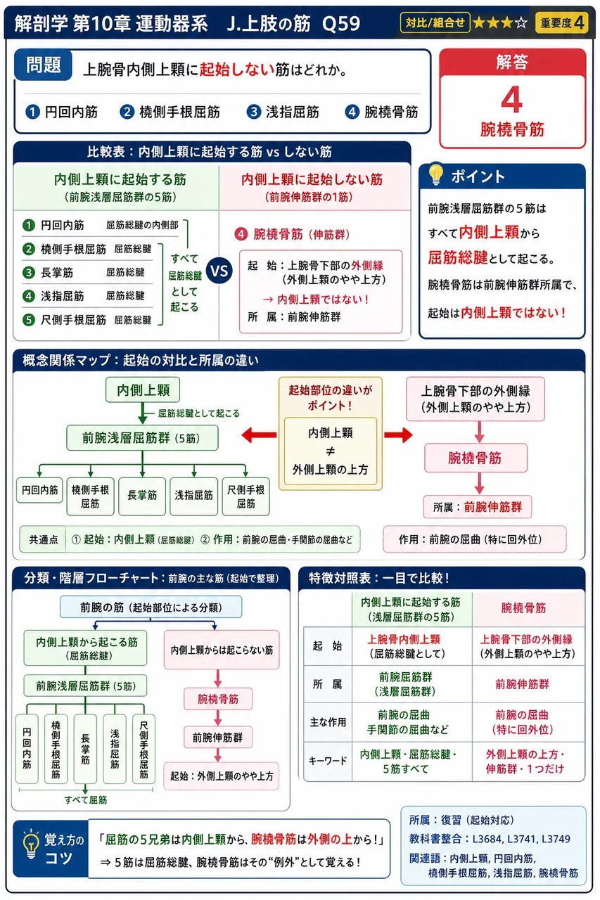 上腕骨内側上顆に起始しない筋はどれか。 解説図