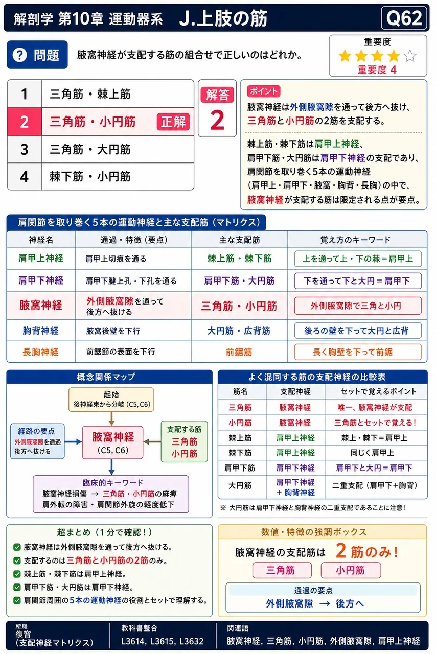 腋窩神経が支配する筋の組合せで正しいのはどれか。 解説図