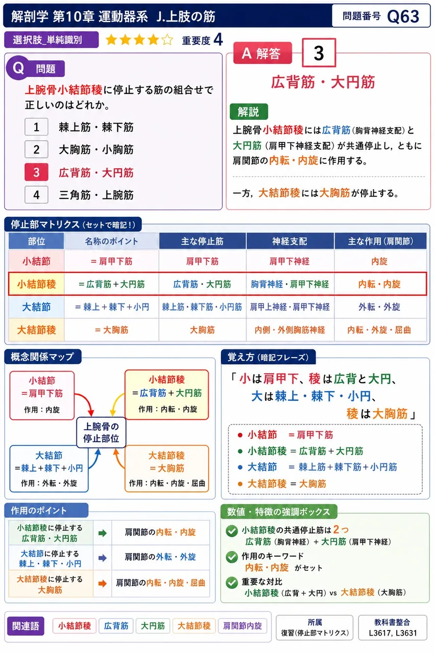 上腕骨小結節稜に停止する筋の組合せで正しいのはどれか。 解説図