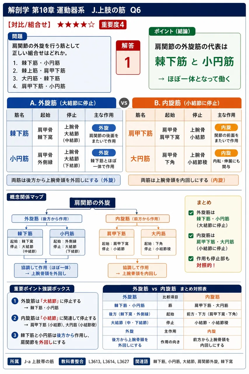 上腕三頭筋と肘筋がともに停止する尺骨後上端の隆起は( )である。 解説図