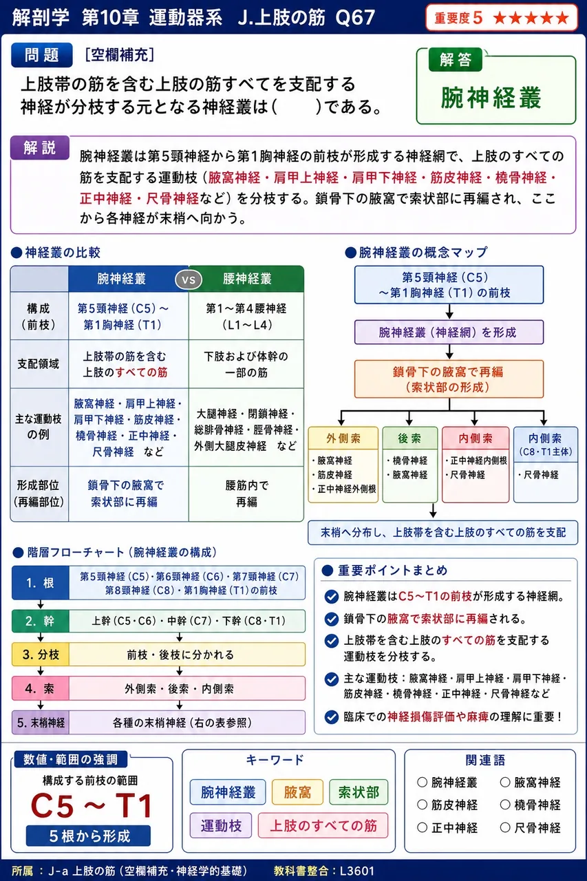 上肢帯の筋を含む上肢の筋すべてを支配する神経が分枝する元となる神経叢は( )である。 解説図