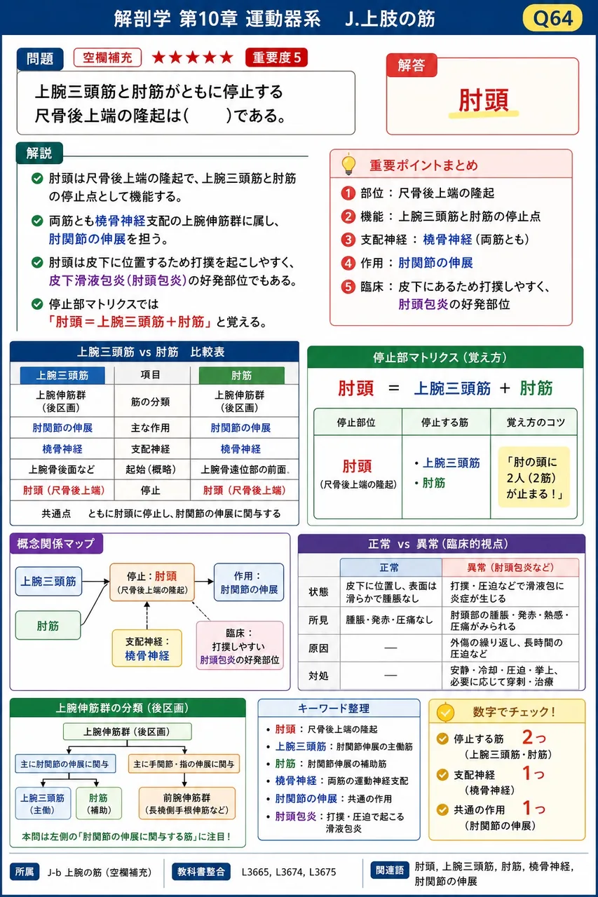 棘上筋と棘下筋を共通に支配する神経はどれか。 解説図