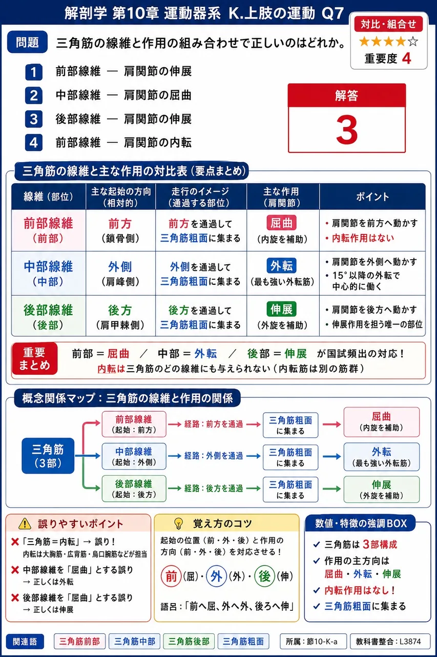 三角筋の線維と作用の組み合わせで正しいのはどれか。 解説図