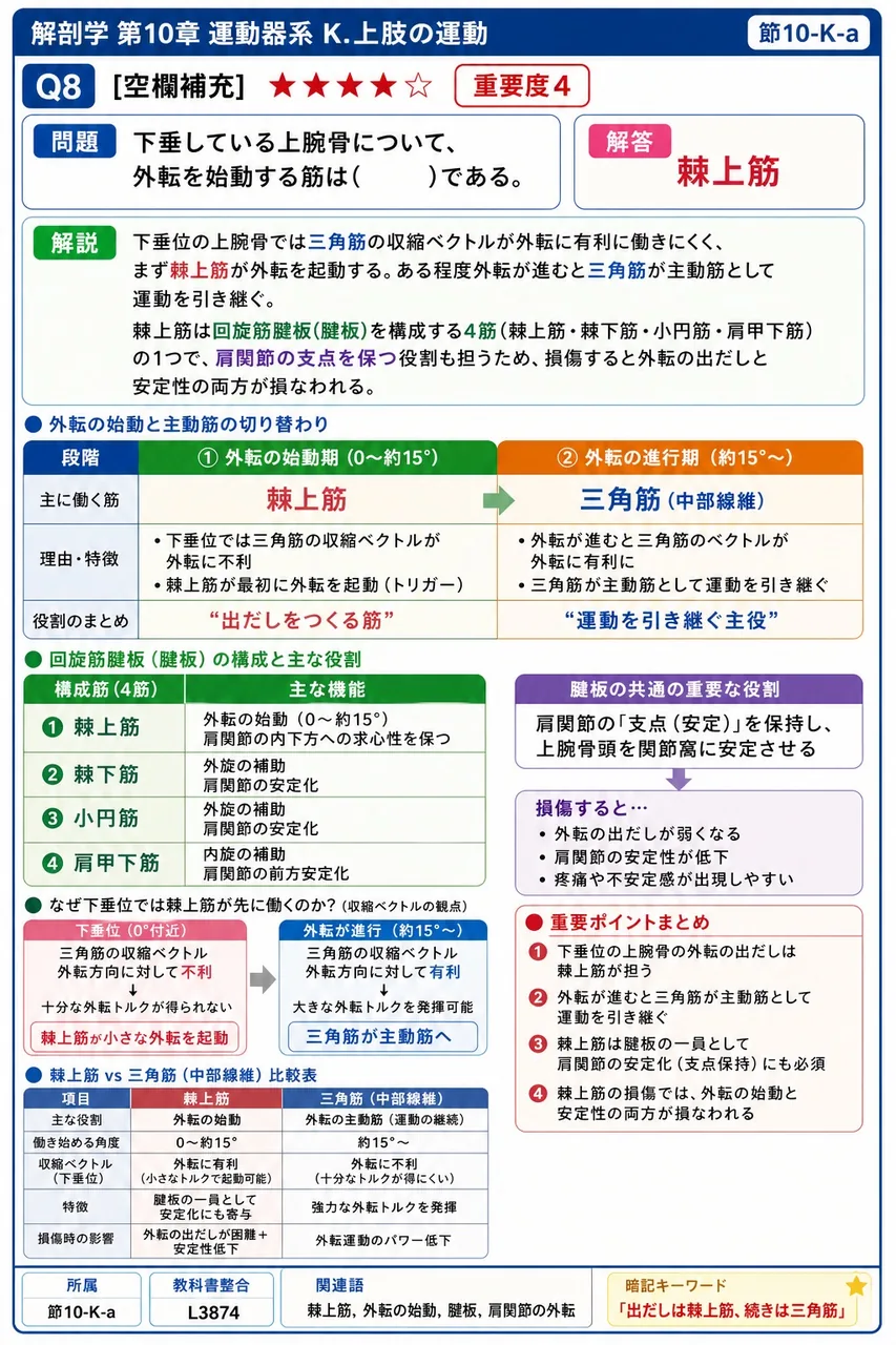 下垂している上腕骨について、外転を始動する筋は( )である。 解説図