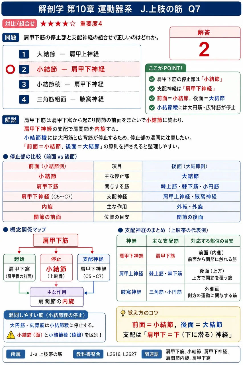 水平位を超える上肢の挙上に必須となる肩甲骨の回旋運動を担う2筋は、( )と( )である。 解説図
