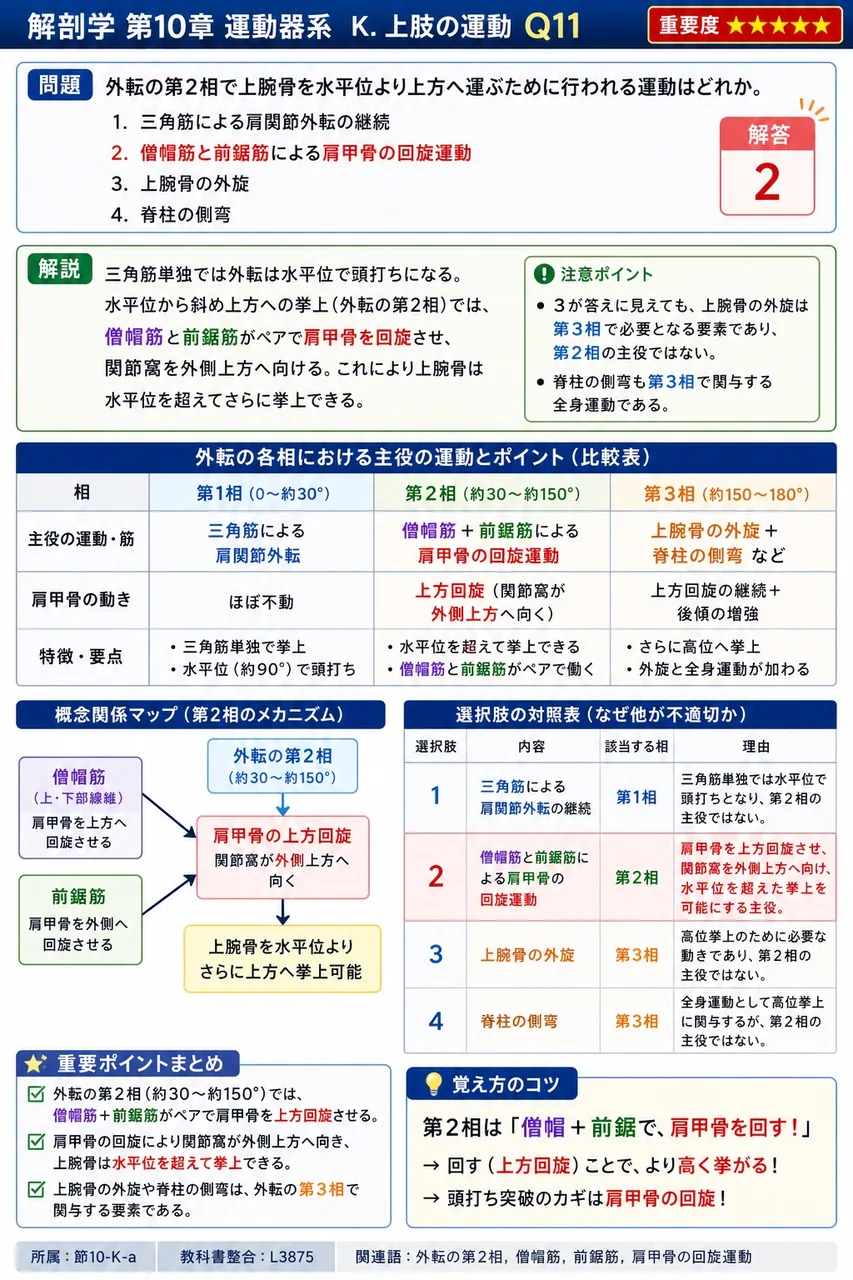 外転の第2相で上腕骨を水平位より上方へ運ぶために行われる運動はどれか。 解説図