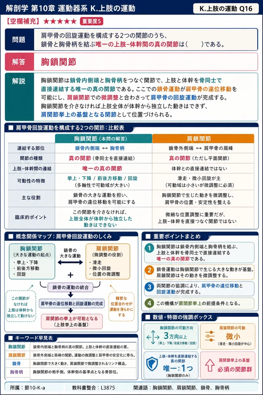 肩甲骨の回旋運動を構成する2つの関節のうち、鎖骨と胸骨柄を結ぶ唯一の上肢-体幹間の真の関節は( )である。 解説図