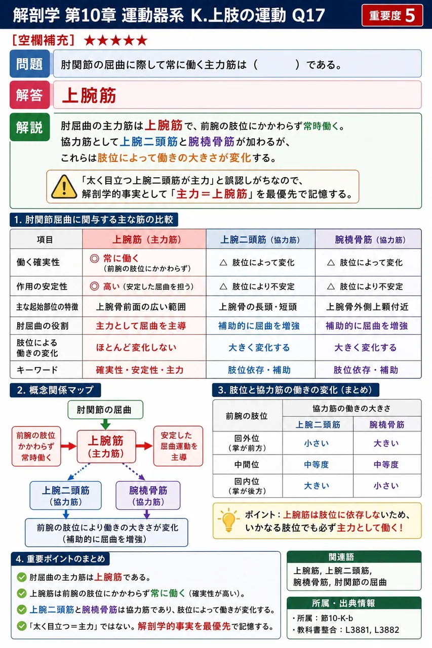 肘関節の屈曲に際して常に働く主力筋は( )である。 解説図
