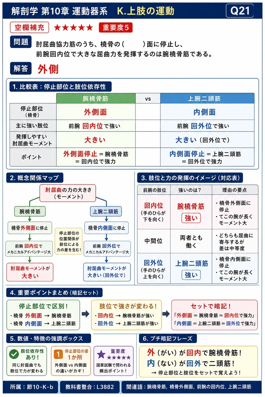 肘屈曲協力筋のうち、橈骨の( )面に停止し、前腕回内位で大きな屈曲力を発揮するのは腕橈骨筋である。 解説図