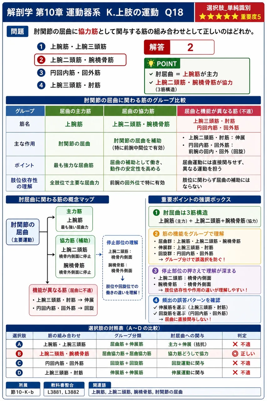 肘関節の伸展を担う主動筋は( )で、肘筋がわずかに協力する。 解説図