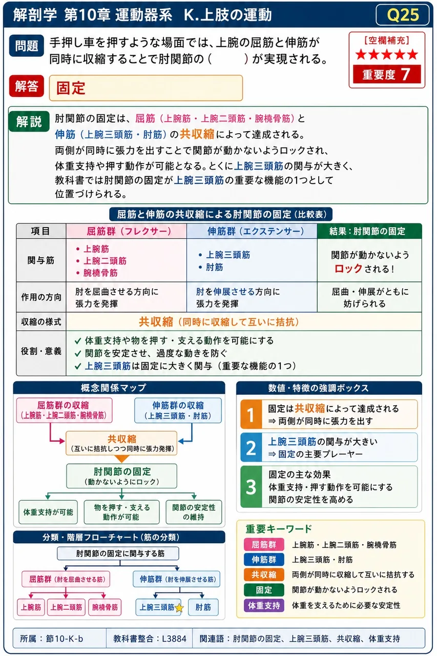 手押し車を押すような場面では、上腕の屈筋と伸筋が同時に収縮することで肘関節の( )が実現される。 解説図