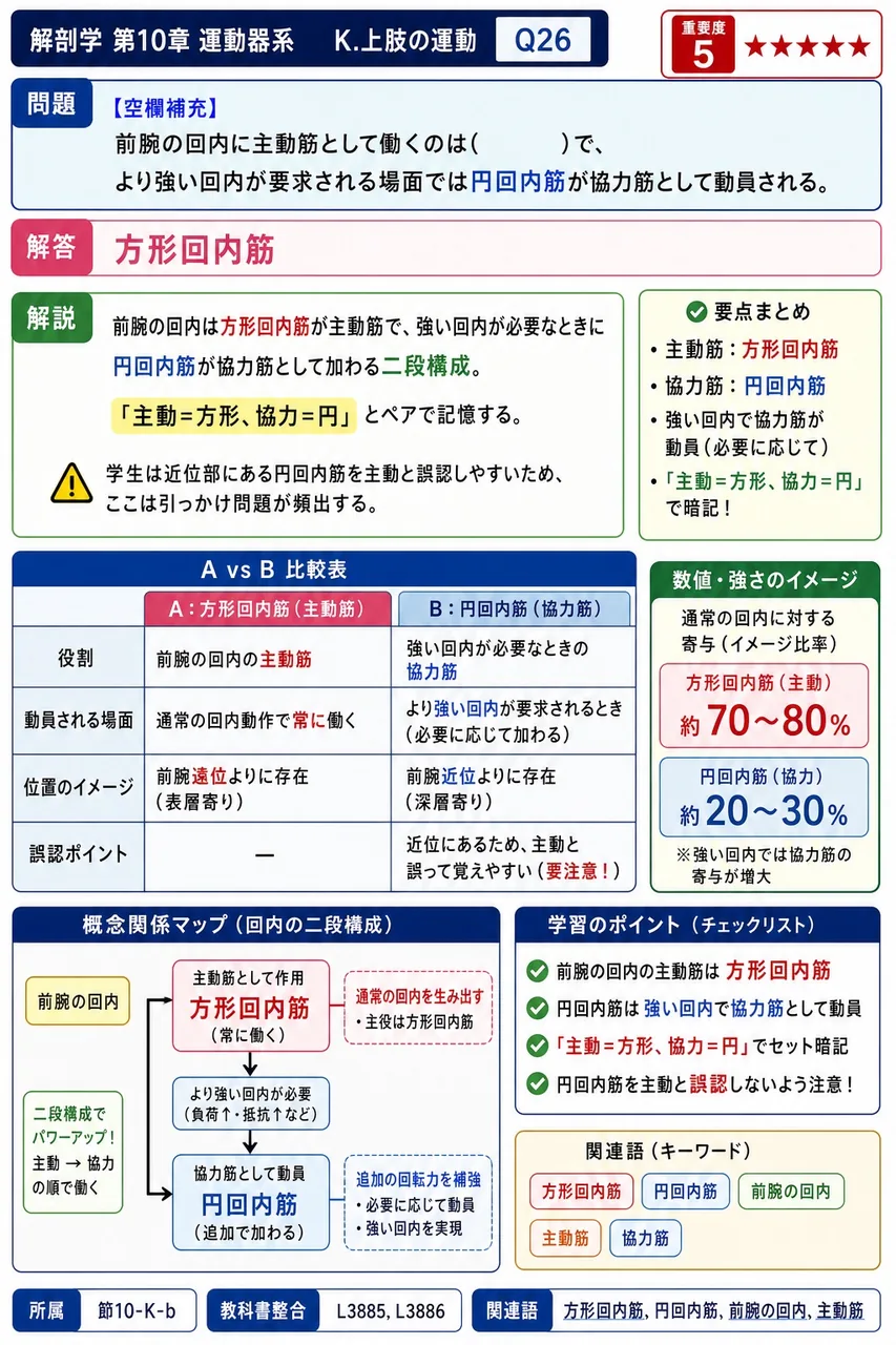 前腕の回内に主動筋として働くのは( )で、より強い回内が要求される場面では円回内筋が協力筋として動員される。 解説図