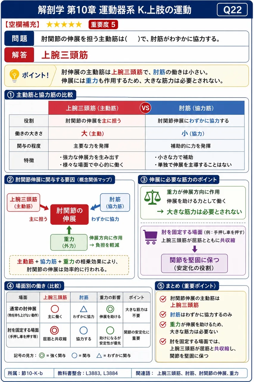 前腕の回外には( )と上腕二頭筋が働く。 解説図