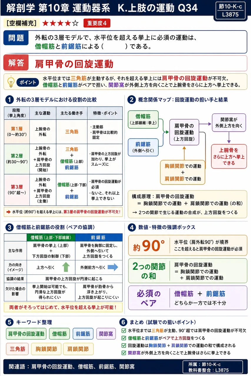 外転の3層モデルで、水平位を超える挙上に必須の運動は、僧帽筋と前鋸筋による( )である。 解説図