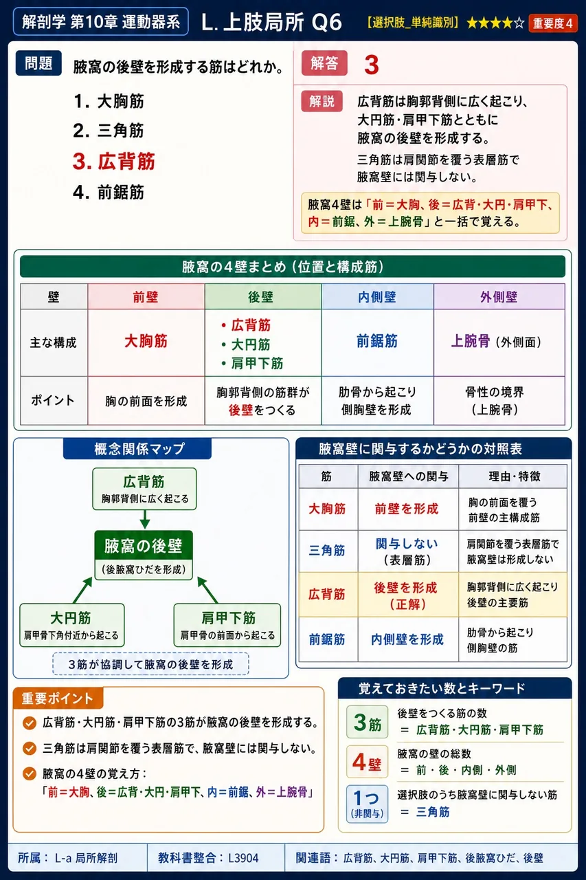 腋窩の後壁を形成する筋はどれか。 解説図