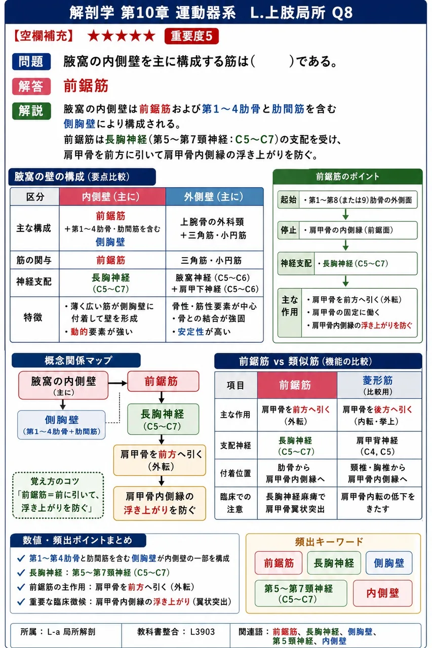 腋窩の内側壁を主に構成する筋は( )である。 解説図