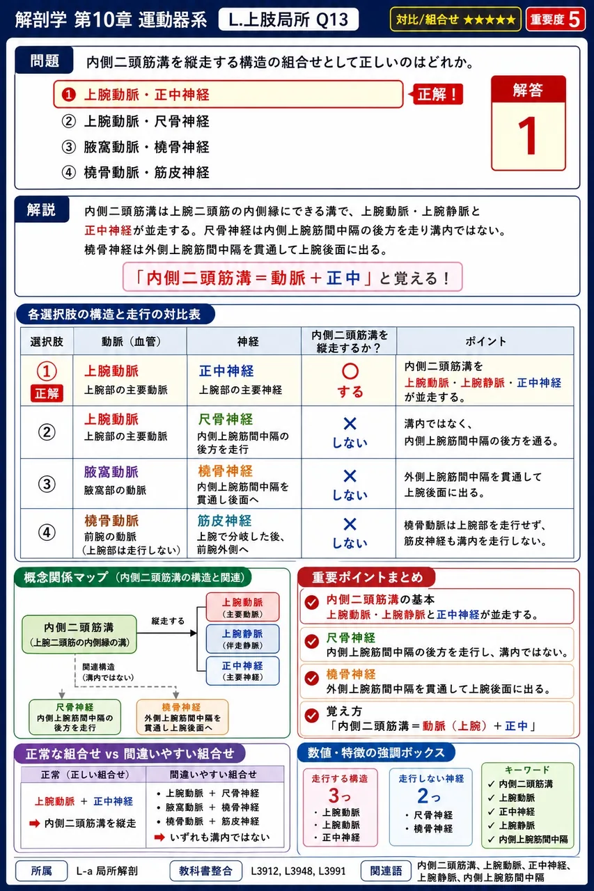内側二頭筋溝を縦走する構造の組合せとして正しいのはどれか。 解説図