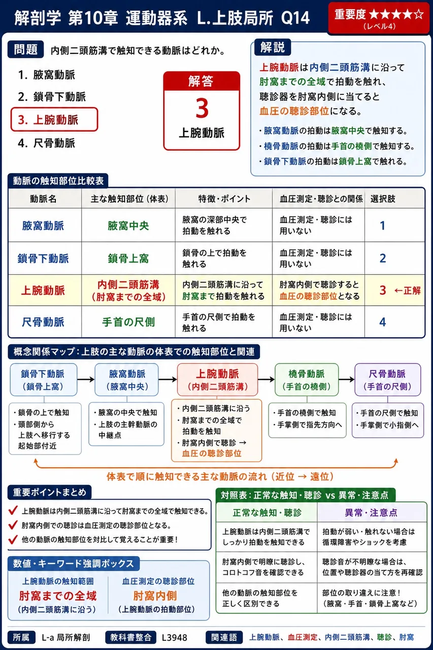 内側二頭筋溝で触知できる動脈はどれか。 解説図