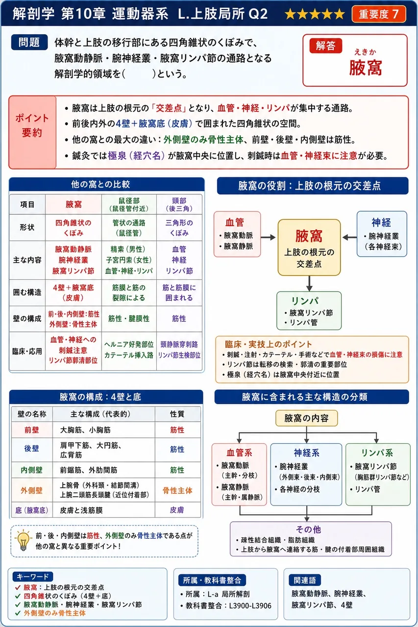 屈筋支帯の浅層に位置するトンネルとして正しいのはどれか。 解説図