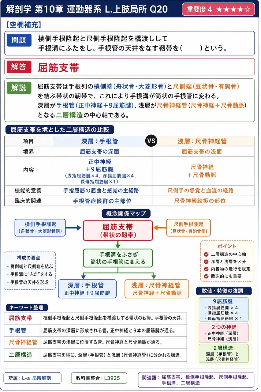 橈側手根隆起と尺側手根隆起を橋渡しして手根溝にふたをし、手根管の天井をなす靱帯を( )という。 解説図
