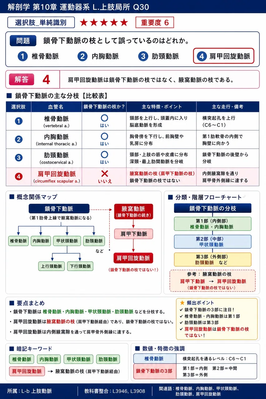 鎖骨下動脈の枝として誤っているのはどれか。 解説図