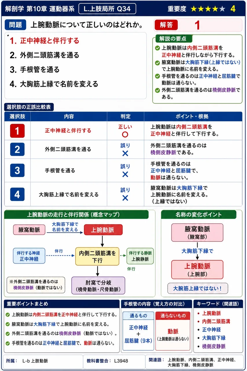 上腕動脈について正しいのはどれか。 解説図