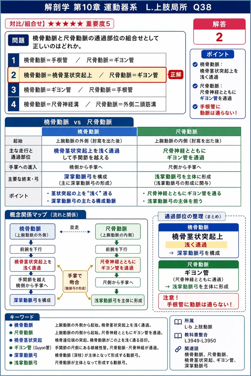 橈骨動脈と尺骨動脈の通過部位の組合せとして正しいのはどれか。 解説図