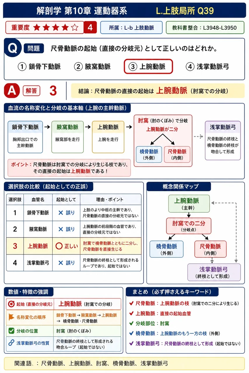 尺骨動脈の起始(直接の分岐元)として正しいのはどれか。 解説図