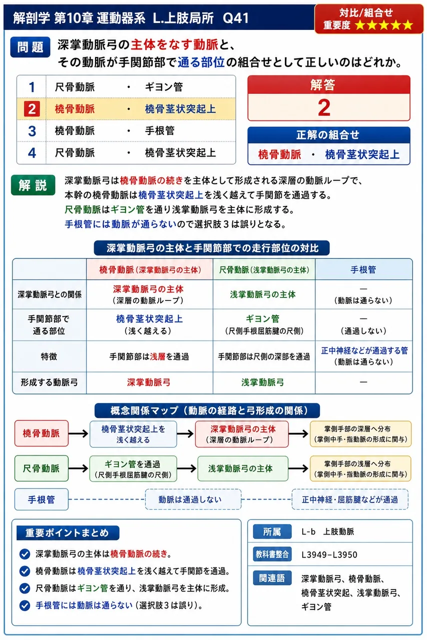 深掌動脈弓の主体をなす動脈と、その動脈が手関節部で通る部位の組合せとして正しいのはどれか。 解説図