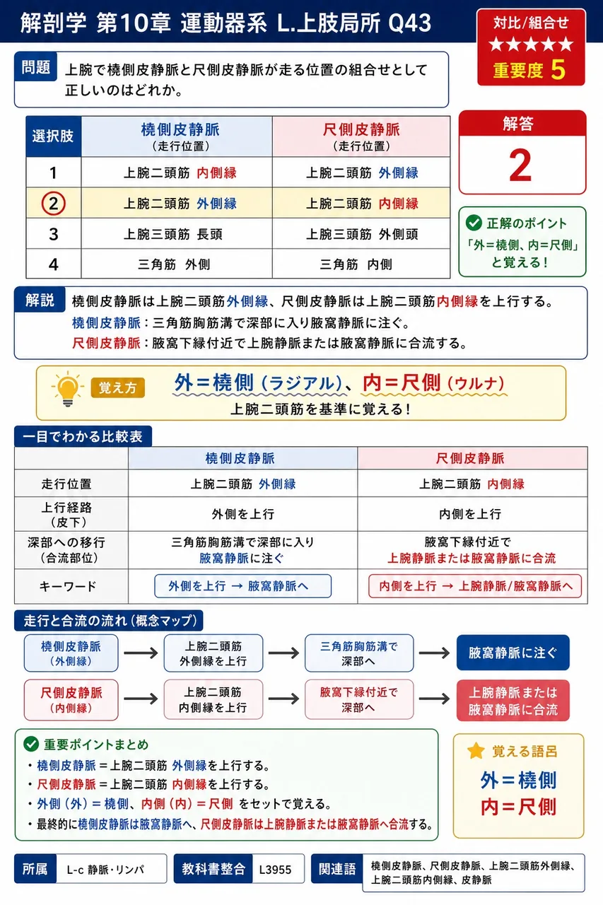 上腕で橈側皮静脈と尺側皮静脈が走る位置の組合せとして正しいのはどれか。 解説図