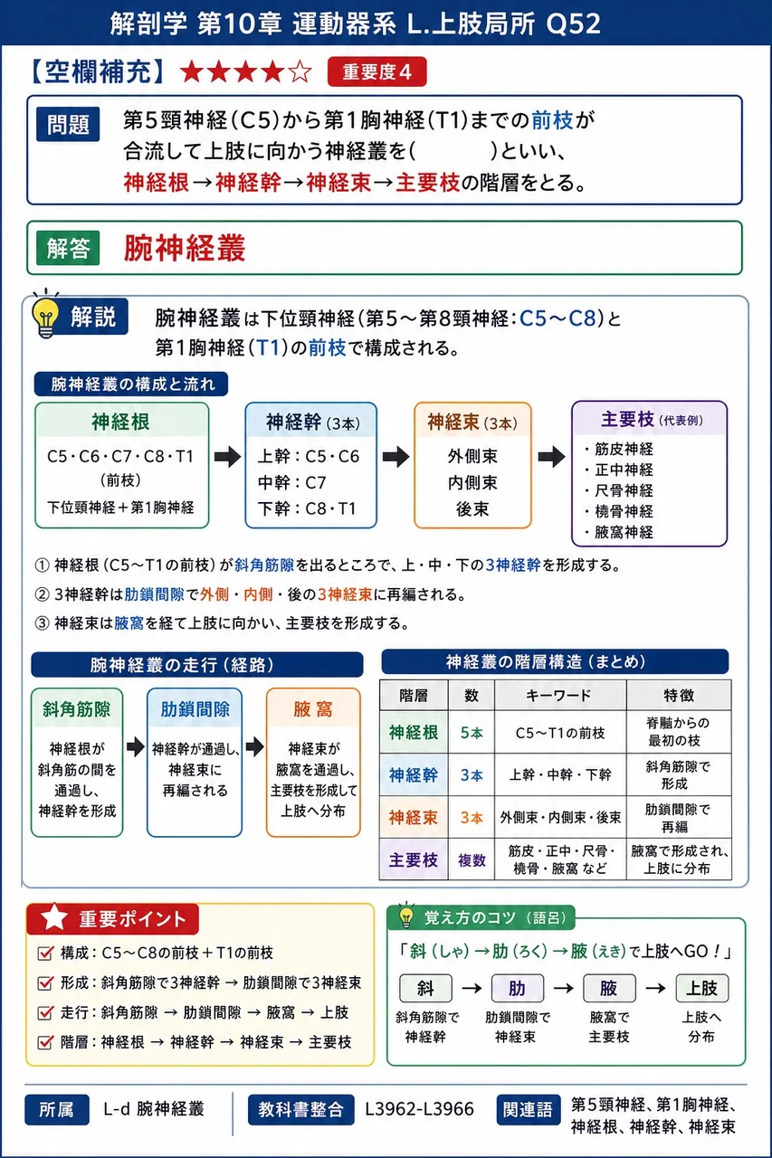 第5頸神経(C5)から第1胸神経(T1)までの前枝が合流して上肢に向かう神経叢を( )といい、神経根→神経幹→神経束→主要枝の階層をとる。 解説図