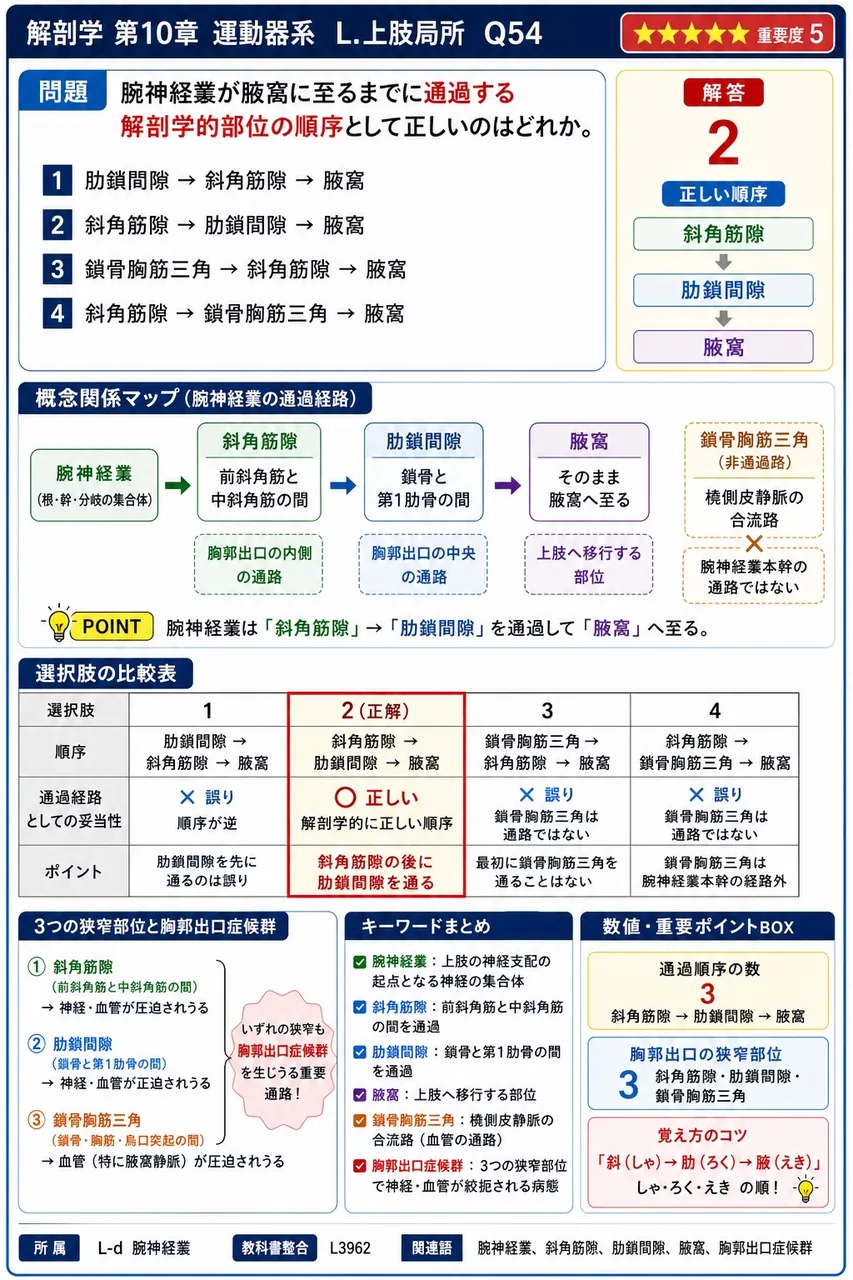 腕神経叢が腋窩に至るまでに通過する解剖学的部位の順序として正しいのはどれか。 解説図