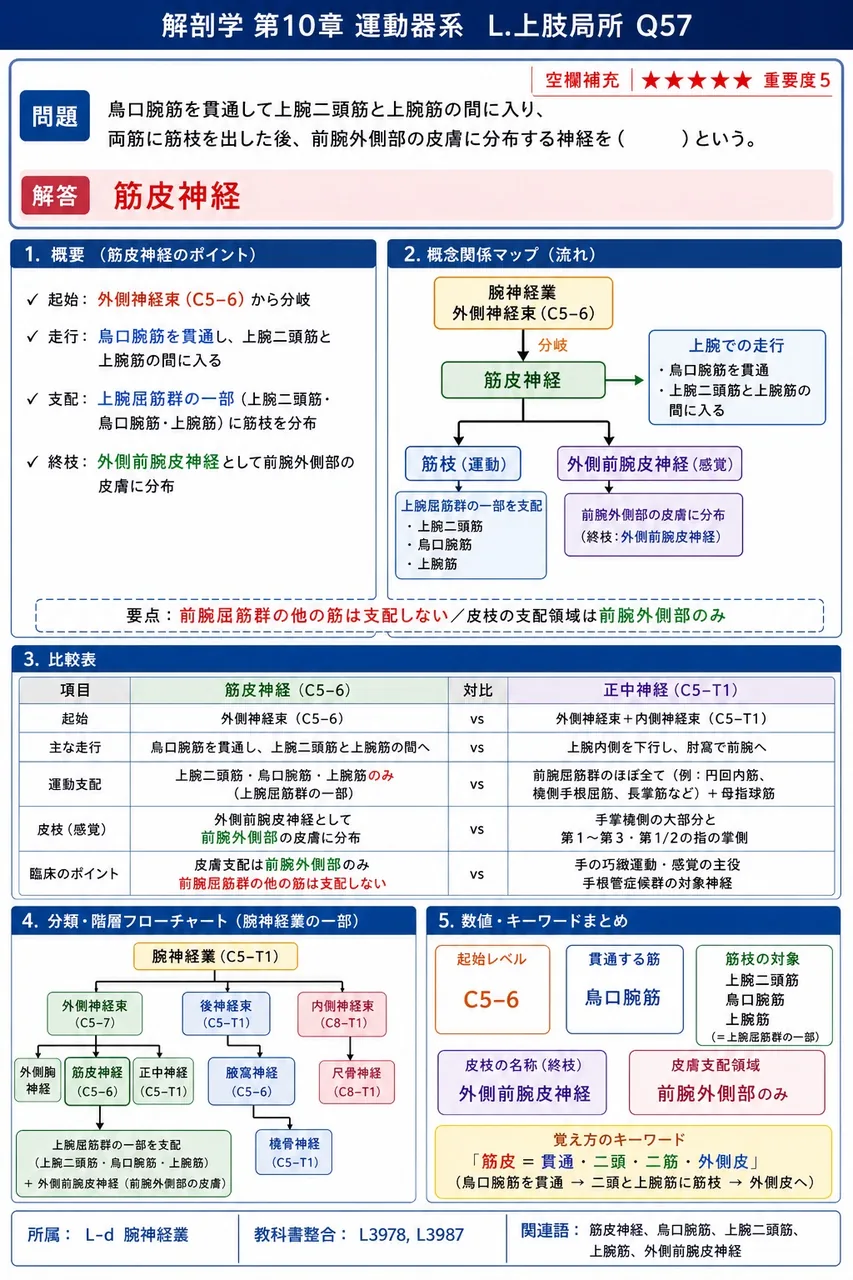 烏口腕筋を貫通して上腕二頭筋と上腕筋の間に入り、両筋に筋枝を出した後、前腕外側部の皮膚に分布する神経を( )という。 解説図